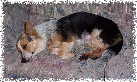 shorti_taking_nap_06-14-03.jpg