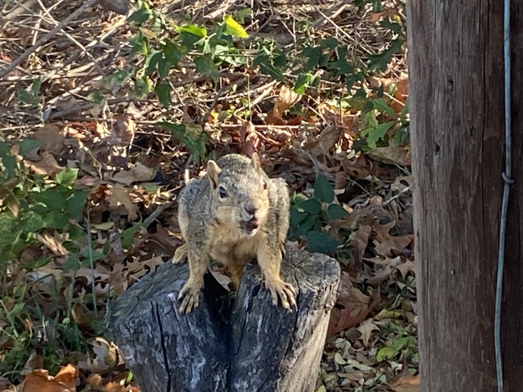 Squirrel at the dentist's