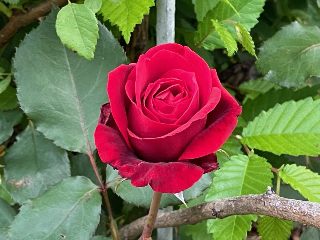 First roses bloom 2021